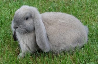 Порода кроликов — Баран. Подвиды, их особенности и содержание