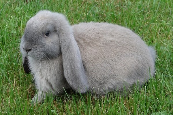 Порода кроликов — Баран. Подвиды, их особенности и содержание