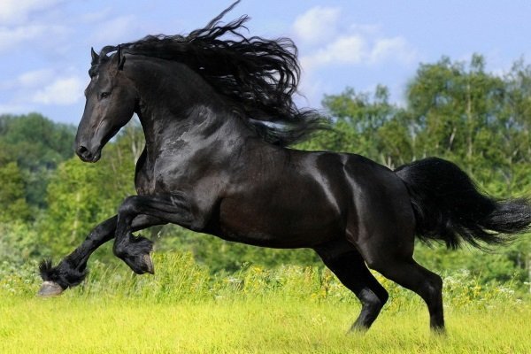 Порода лошадей - Андалузская: история, описание, уход, содержание и цели разведения