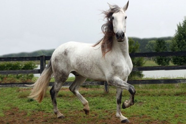 Порода лошадей – Андалузская: история, описание, уход, содержание и цели разведения