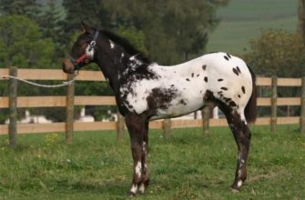 Порода лошадей Аппалуза (Аппалузская) – особенности характера, внешнего вида и содержания
