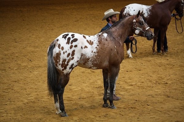 Порода лошадей Аппалуза (Аппалуза) - особенности характера, внешнего вида и содержания