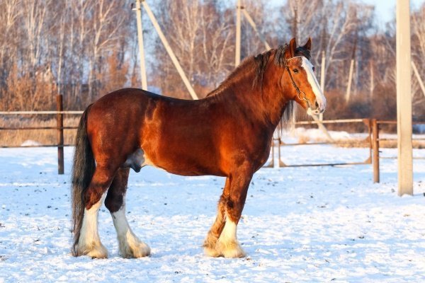 Порода лошадей - Владимирский тяжеловоз: характеристика, уход, содержание и разведение