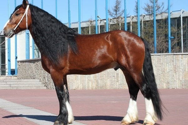 Порода лошадей – Владимирский тяжеловоз: особенности, уход, содержание и разведение