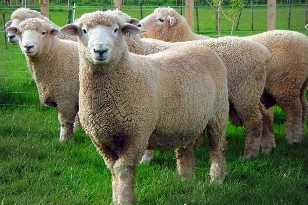 Ромни мартовская порода овец: описание внешнего вида и содержания