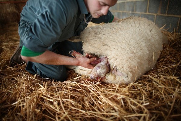 Ромни мартовская порода овец: описание внешнего вида и содержания