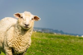 Порода овец Ромни марш: описание внешнего вида и содержания