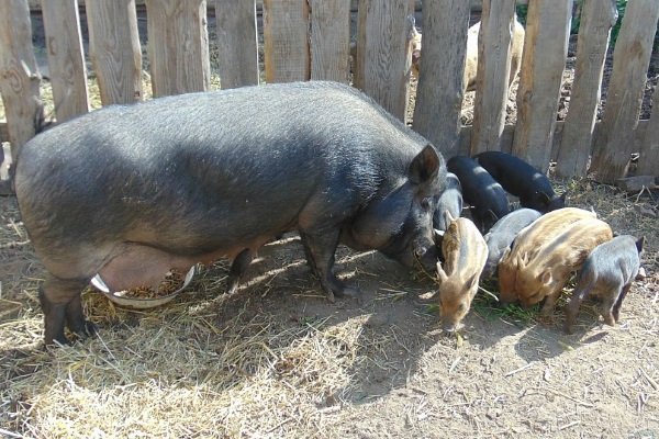 Кармалинская порода свиней: описание, особенности содержания и ухода