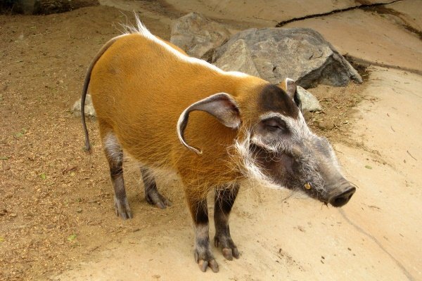 Порода свиньи «Африканская кистеухая»: описание и особенности дикого животного