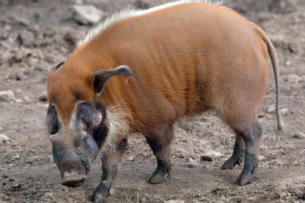 Порода свиней «Африканская ушастая»: описание и характеристика дикого животного