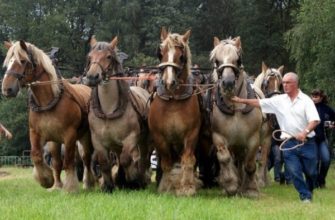 Породы лошадей тяжеловозов: их описание и фото