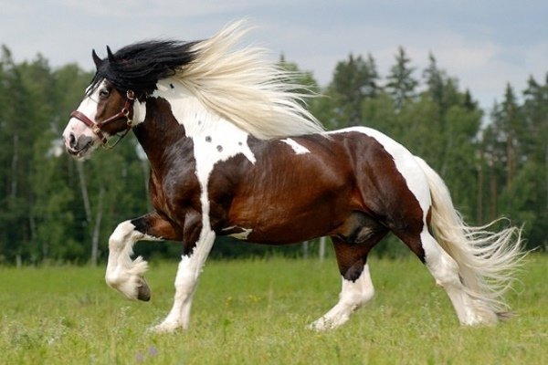 Тяжелые породы лошадей: их описание и фото