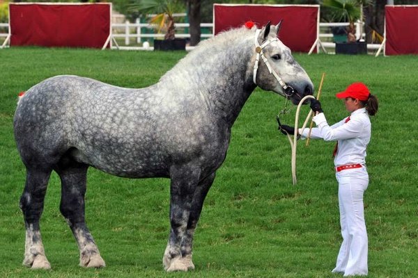 Тяжелые породы лошадей: их описание и фото