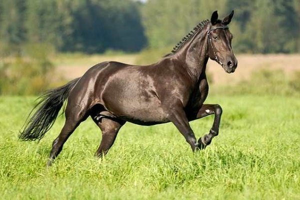 Породы верховых лошадей: обзор и характеристика