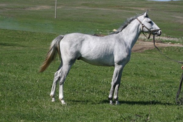 Породы верховых лошадей: обзор и характеристика