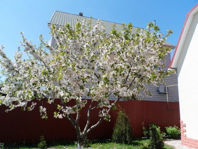 Посадка вишни весной и осенью в Подмосковье, Средней полосе и других регионах