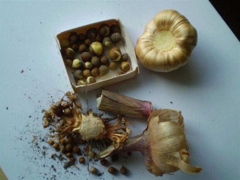Посадка и уход за гладиолусами, выращивание в открытом грунте, консервирование луковиц