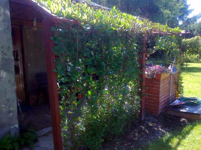 Посадка и выращивание кобей лазанием из семян в помещении, в саду
