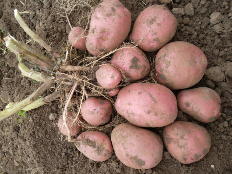 Посадка семенного картофеля на рассаду от А до Я