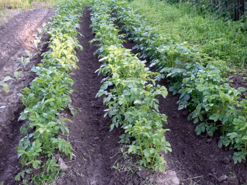 Посадка семенного картофеля на рассаду от А до Я