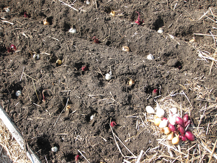 Посадка лука под зиму: финики и другие советы, как не пропустить финики и правильно посадить озимый лук