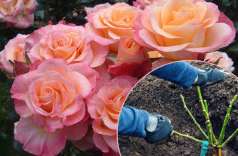 Посадка роз осенью, весной – когда и как посадить