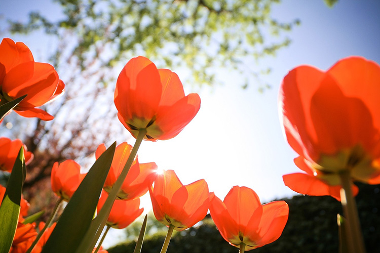 Посадка тюльпанов осенью: время, место и правила выращивания