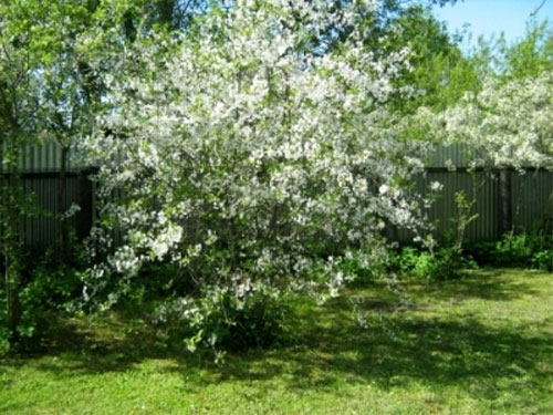 Посадка вишни осенью, весной (в Подмосковье, Урале, Сибири), когда и как сажать