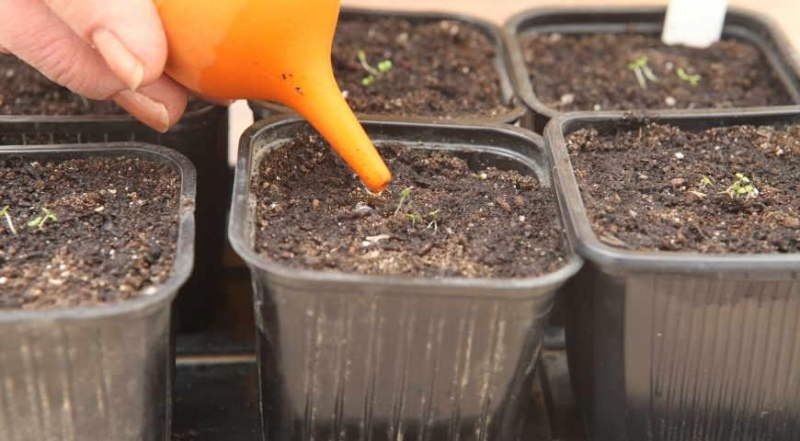 Посадить семена клубники на рассаду 2021 года
