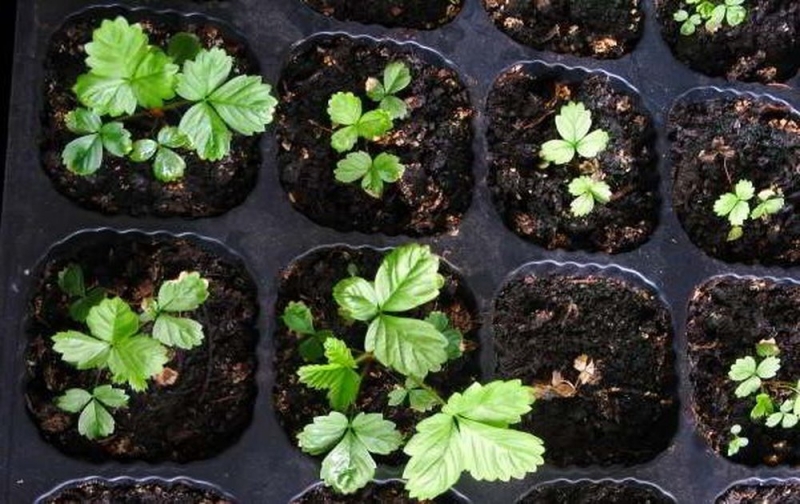 Посадить семена клубники на рассаду 2021 года
