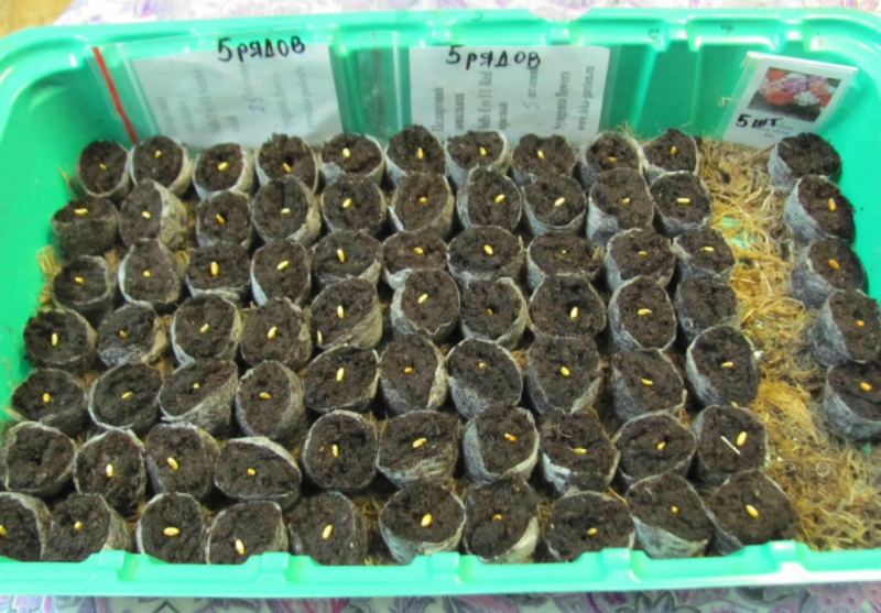 Посев семян пеларгонии на рассаду в 2020 году