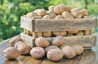 Правила хранения урожая картофеля