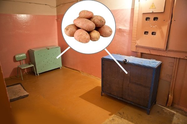 Правила хранения урожая картофеля