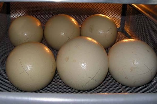 Правила и особенности инкубации страусиных яиц