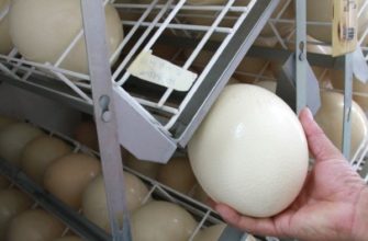 Правила и особенности инкубации страусиных яиц