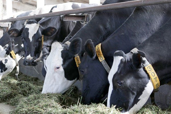 Правила и приемы искусственного осеменения коров