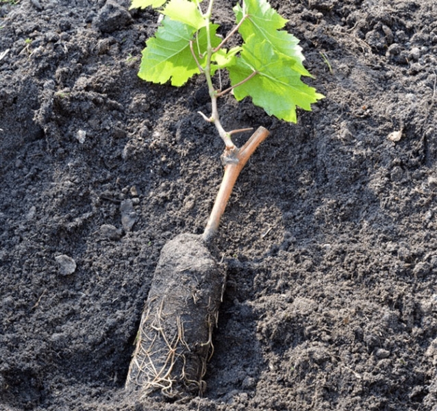 Правила посадки винограда осенью и весной саженцами, черенками, схема посадки