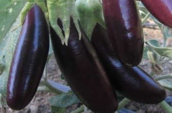 Правила сбора и хранения урожая баклажанов