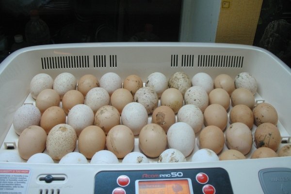 Правильная инкубация яиц цесарок: полезные советы