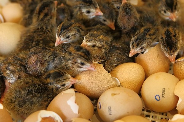 Правильная инкубация яиц цесарок: полезные советы