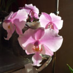Красивая орхидея фаленопсис: Уход в домашних условиях: Правильный уход и размножение фаленопсиса в домашних условиях.