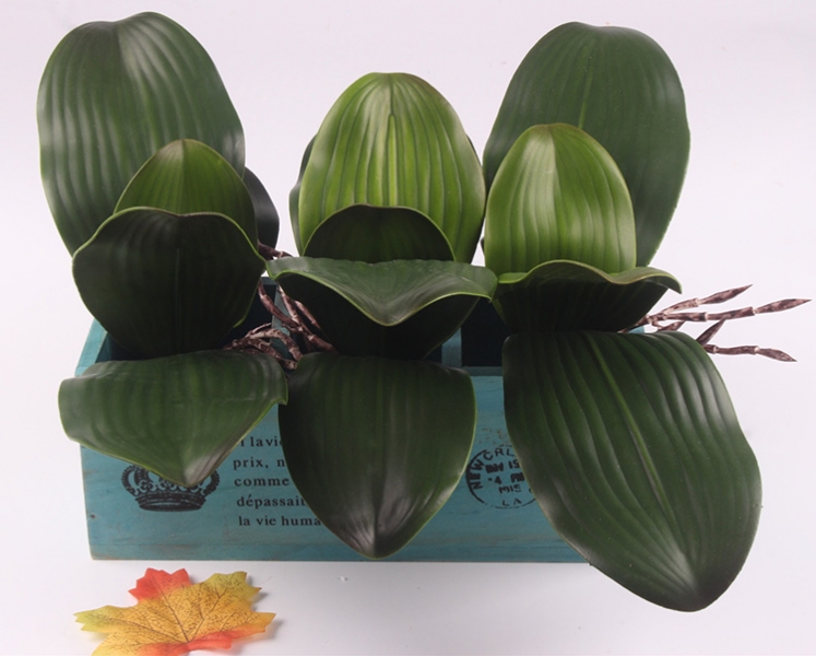 Красивая орхидея фаленопсис: Уход в домашних условиях: Правильный уход и размножение фаленопсиса в домашних условиях.