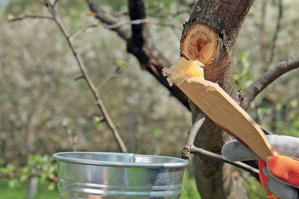 Причины ломки яблони и действия садовода в этой ситуации