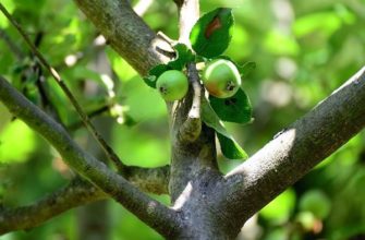 Причины полного и частичного отсутствия плодоношения у яблони