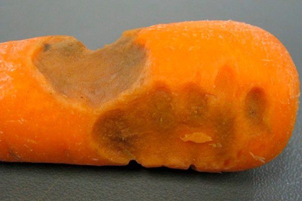 Причины пожелтения моркови и методы борьбы