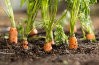 Причины пожелтения моркови и способы борьбы