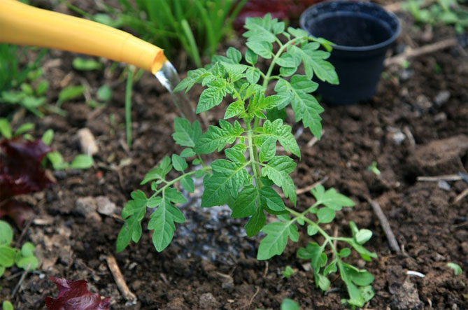 Применение аммиака для растений в саду и огороде (подкормка, удобрение)