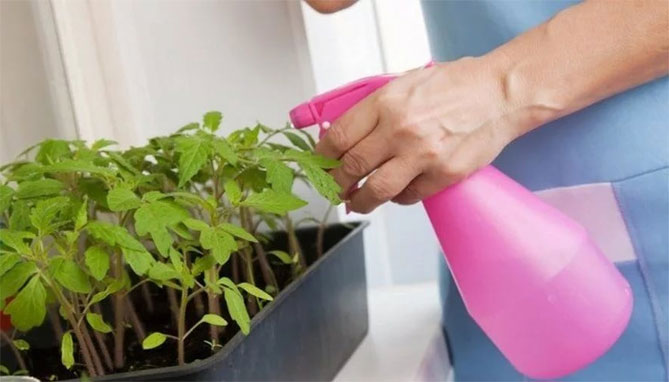 Применение перекиси водорода для комнатных и садовых растений (корм, удобрения)