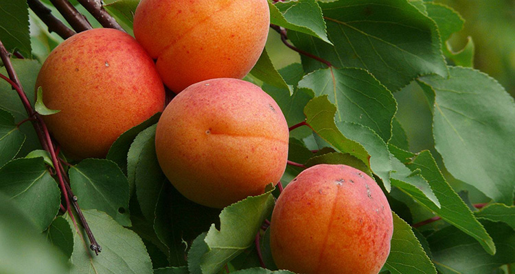 Природа для вашей красоты: масло абрикоса. Применение для лица и не только: полезные свойства и противопоказания