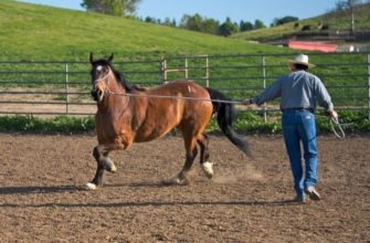 Приручаем лошадь: основные приёмы и правила